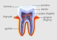 Teile des Zahn